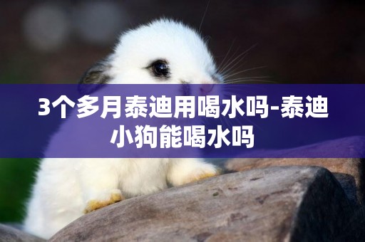 3個多月泰迪用喝水嗎-泰迪小狗能喝水嗎