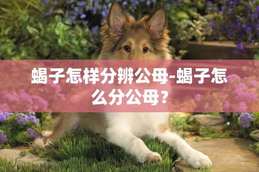 蝎子怎樣分辨公母-蝎子怎么分公母？