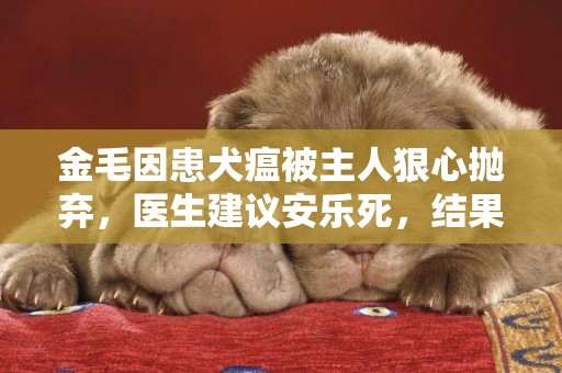 金毛因患犬瘟被主人狠心拋棄，醫生建議安樂死，結果存活了下來！ 
