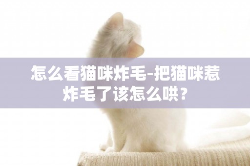 怎么看貓咪炸毛-把貓咪惹炸毛了該怎么哄？