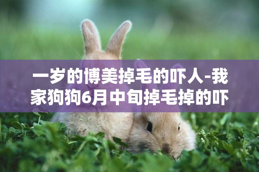 一歲的博美掉毛的嚇人-我家狗狗6月中旬掉毛掉的嚇人，怎么回事呀？