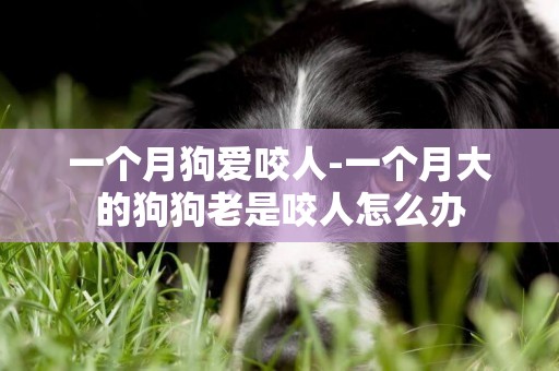 一個月狗愛咬人-一個月大的狗狗老是咬人怎么辦