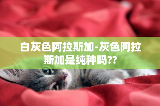 白灰色阿拉斯加-灰色阿拉斯加是純種嗎??