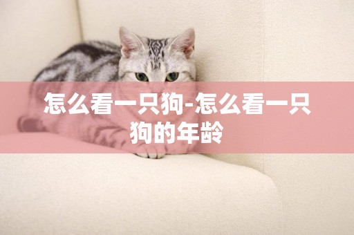 怎么看一只狗-怎么看一只狗的年齡