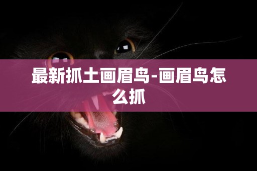最新抓土畫眉鳥-畫眉鳥怎么抓