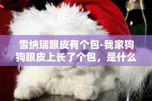 雪納瑞眼皮有個包-我家狗狗眼皮上長了個包，是什么？