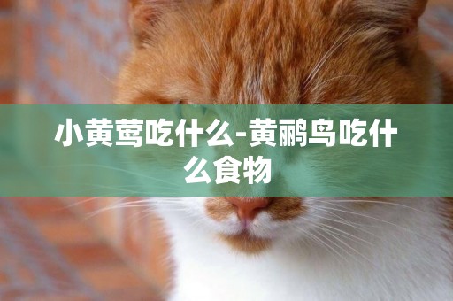 小黃鶯吃什么-黃鸝鳥吃什么食物