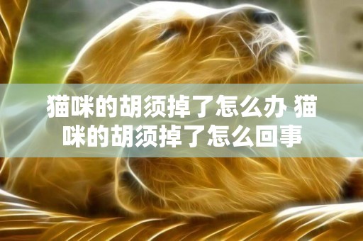 貓咪的胡須掉了怎么辦 貓咪的胡須掉了怎么回事