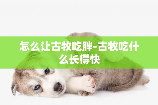 怎么讓古牧吃胖-古牧吃什么長得快