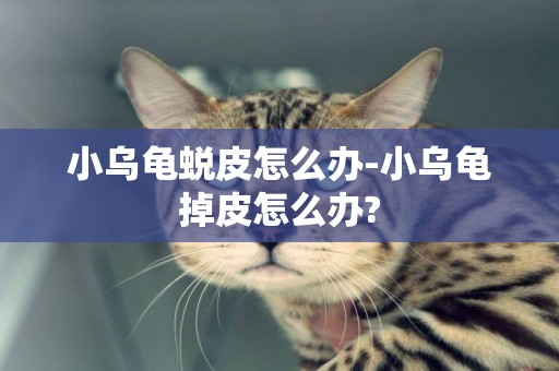 小烏龜蛻皮怎么辦-小烏龜掉皮怎么辦?