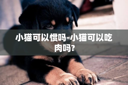 小貓可以慣嗎-小貓可以吃肉嗎?