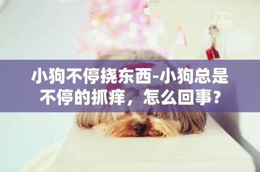 小狗不停撓東西-小狗總是不停的抓癢，怎么回事？