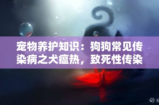 寵物養護知識：狗狗常見傳染病之犬瘟熱，致死性傳染病，不容小覷 