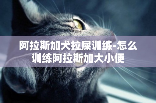 阿拉斯加犬拉屎訓練-怎么訓練阿拉斯加大小便