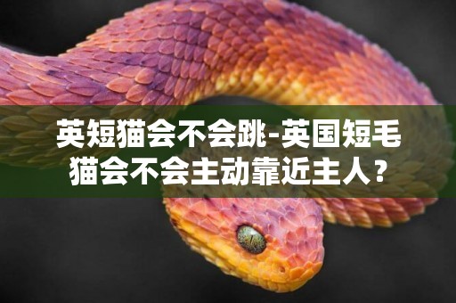 英短貓會不會跳-英國短毛貓會不會主動靠近主人？