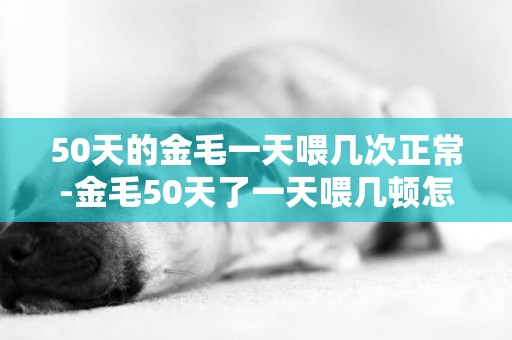 50天的金毛一天喂幾次正常-金毛50天了一天喂幾頓怎么喂幾天洗一次澡
