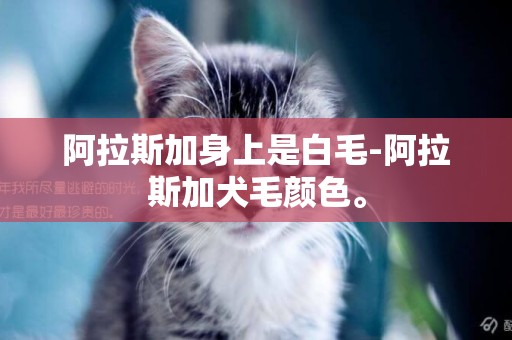 阿拉斯加身上是白毛-阿拉斯加犬毛顏色。