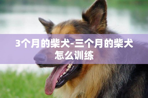 3個月的柴犬-三個月的柴犬怎么訓練