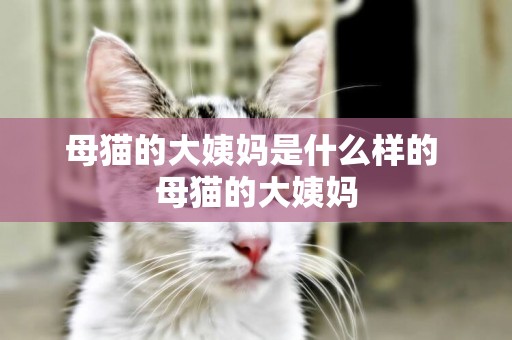 母貓的大姨媽是什么樣的 母貓的大姨媽