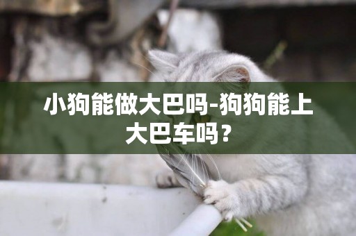 小狗能做大巴嗎-狗狗能上大巴車嗎？
