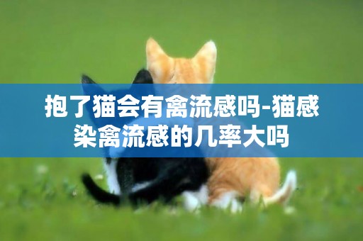 抱了貓會有禽流感嗎-貓感染禽流感的幾率大嗎