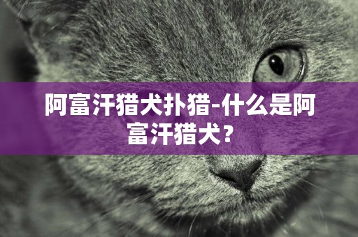 阿富汗獵犬撲獵-什么是阿富汗獵犬？