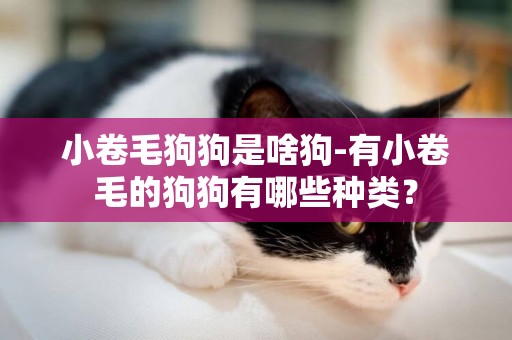 小卷毛狗狗是啥狗-有小卷毛的狗狗有哪些種類？