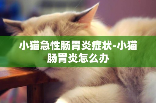 小貓急性腸胃炎癥狀-小貓腸胃炎怎么辦