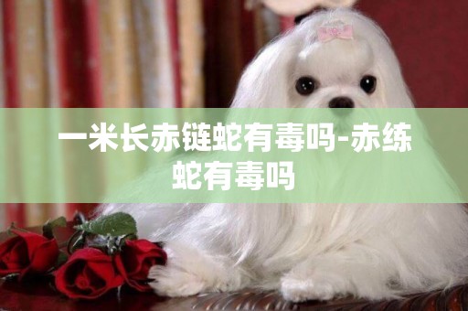 一米長赤鏈蛇有毒嗎-赤練蛇有毒嗎