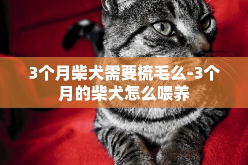3個月柴犬需要梳毛么-3個月的柴犬怎么喂養