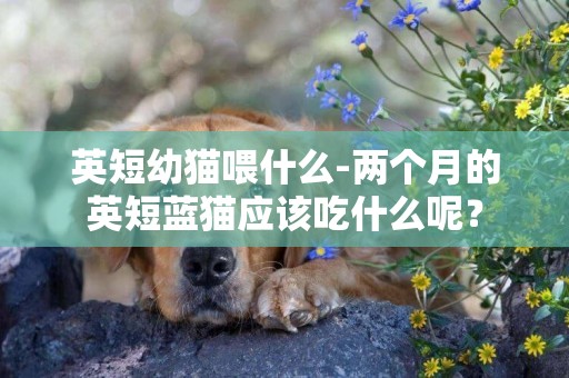 英短幼貓喂什么-兩個月的英短藍貓應該吃什么呢？