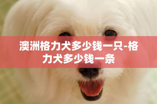澳洲格力犬多少錢一只-格力犬多少錢一條