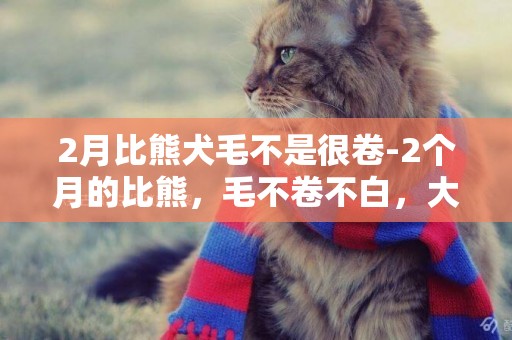 2月比熊犬毛不是很卷-2個月的比熊，毛不卷不白，大家看看純不純啊？