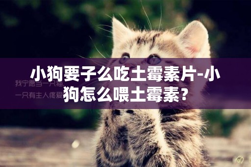 小狗要子么吃土霉素片-小狗怎么喂土霉素？