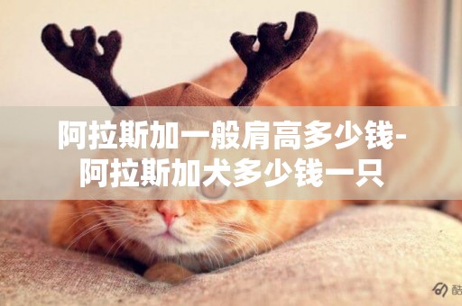 阿拉斯加一般肩高多少錢-阿拉斯加犬多少錢一只