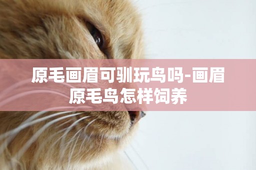 原毛畫眉可馴玩鳥嗎-畫眉原毛鳥怎樣飼養