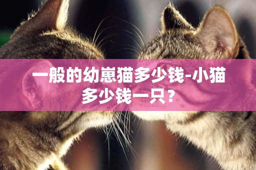 一般的幼崽貓多少錢-小貓多少錢一只？