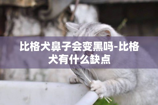 比格犬鼻子會變黑嗎-比格犬有什么缺點