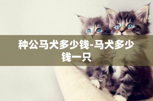 種公馬犬多少錢-馬犬多少錢一只