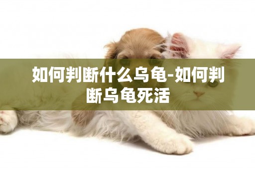 如何判斷什么烏龜-如何判斷烏龜死活