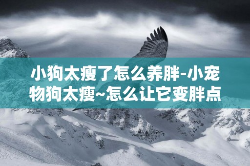 小狗太瘦了怎么養胖-小寵物狗太瘦~怎么讓它變胖點？