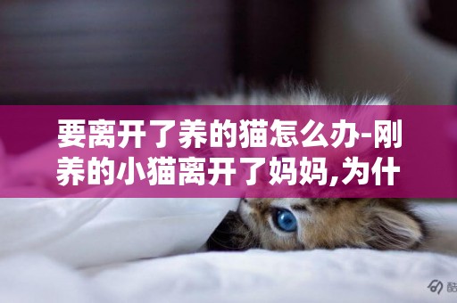 要離開了養的貓怎么辦-剛養的小貓離開了媽媽,為什么愛叫?怎么辦？