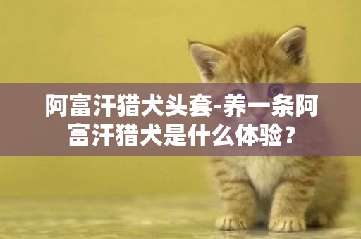 阿富汗獵犬頭套-養一條阿富汗獵犬是什么體驗？