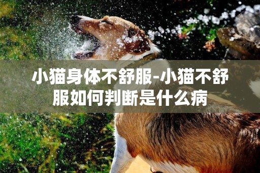 小貓身體不舒服-小貓不舒服如何判斷是什么病