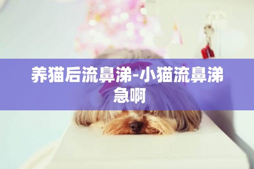 養貓后流鼻涕-小貓流鼻涕 急啊