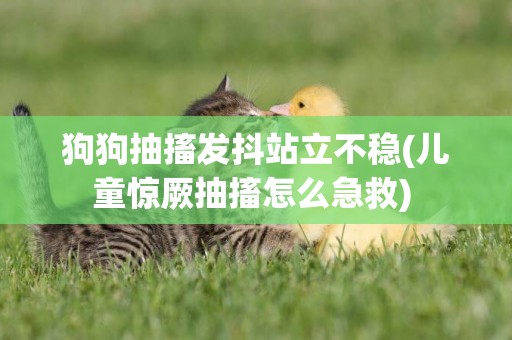 狗狗抽搐發抖站立不穩(兒童驚厥抽搐怎么急救) 