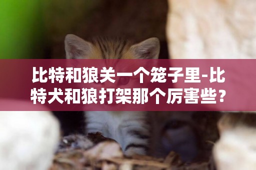 比特和狼關一個籠子里-比特犬和狼打架那個厲害些？