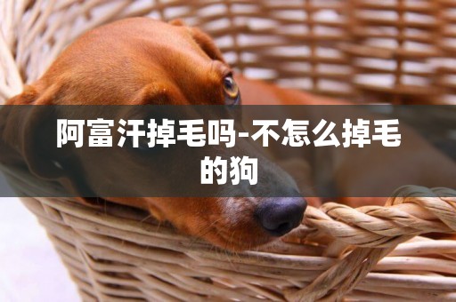 阿富汗掉毛嗎-不怎么掉毛的狗