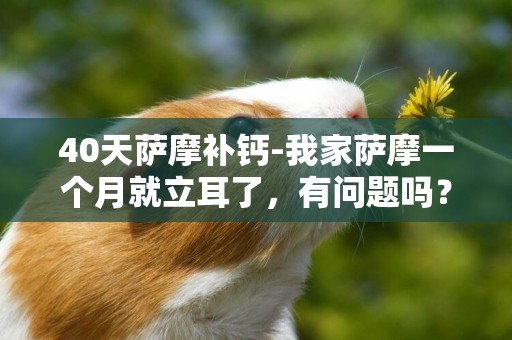 40天薩摩補鈣-我家薩摩一個月就立耳了，有問題嗎？需要補鈣嗎？