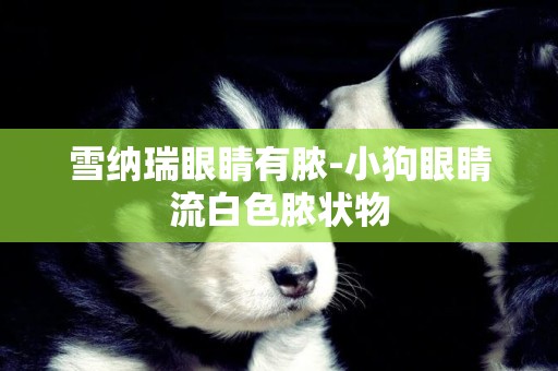 雪納瑞眼睛有膿-小狗眼睛流白色膿狀物